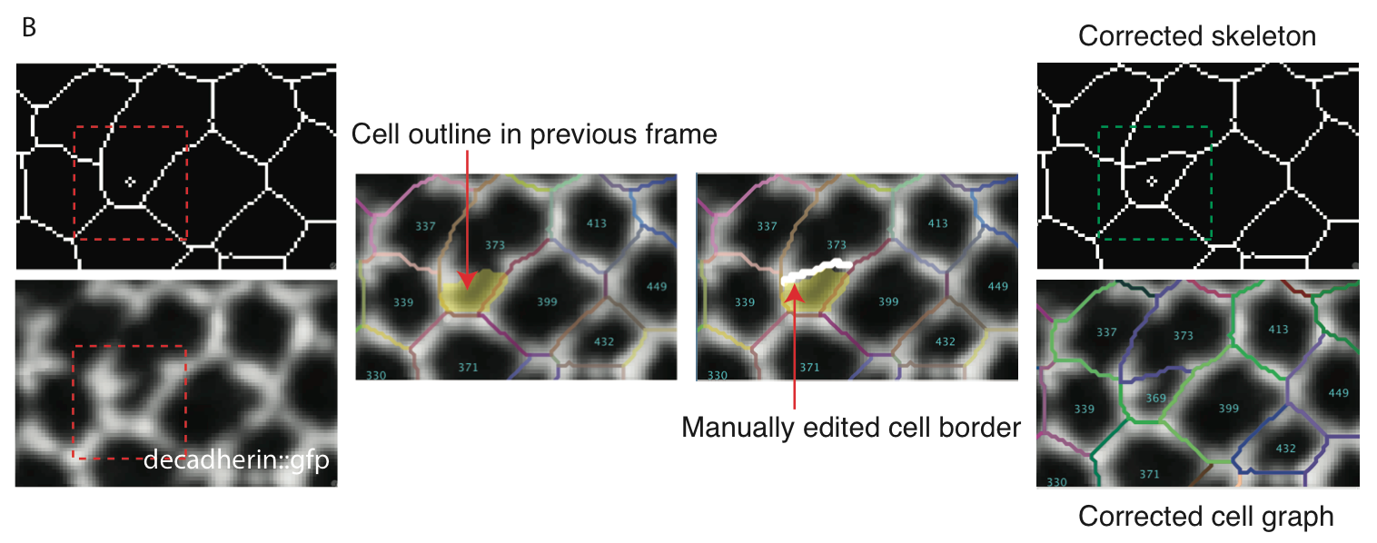 CellGraph output